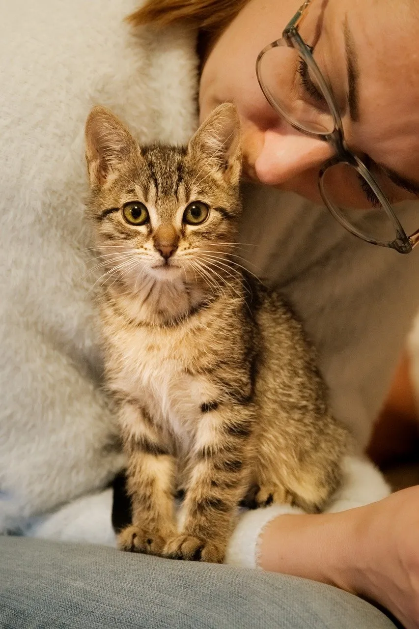 Charming Tabby Kitten Portrait: Cozy Domestic Bliss