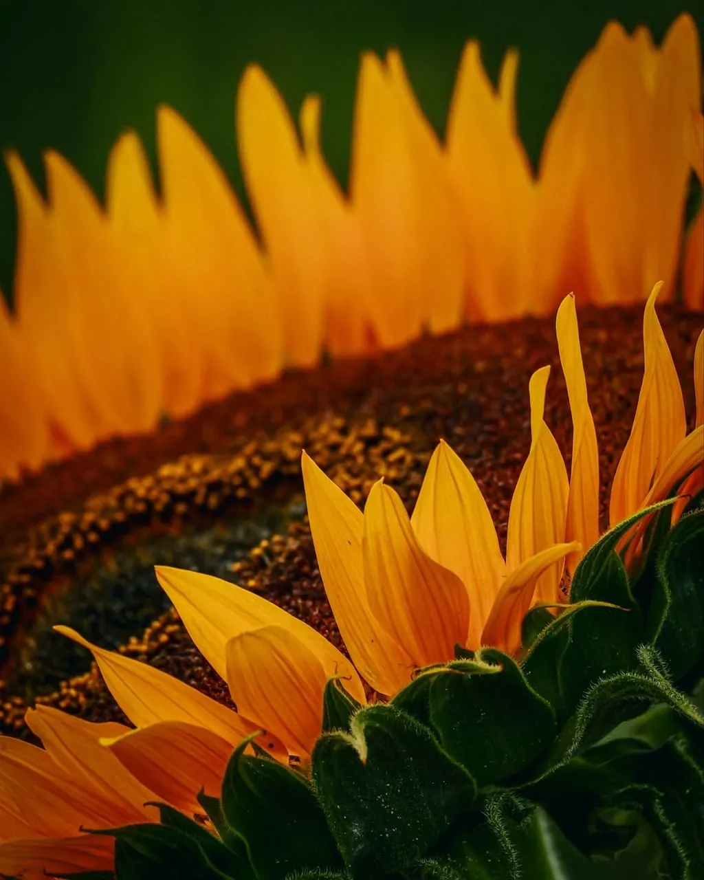 Vibrant Macro: Golden Sunflower Petals Unfurl in Sunlight