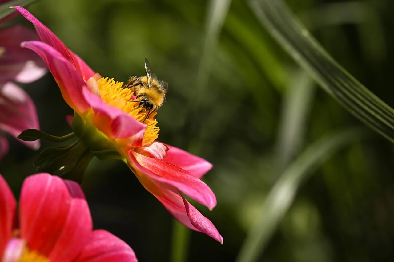 Vibrant Buzz: Honeybee Collecting Nectar on a Pink Petal in California Summer