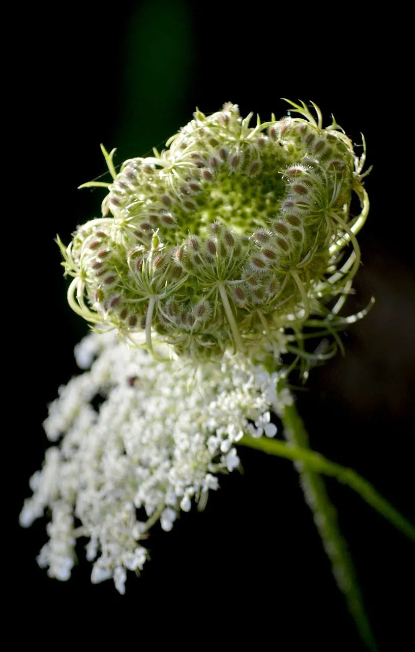 Enchanting Wild Carrot: Nature's Delicate Beauty in Macro