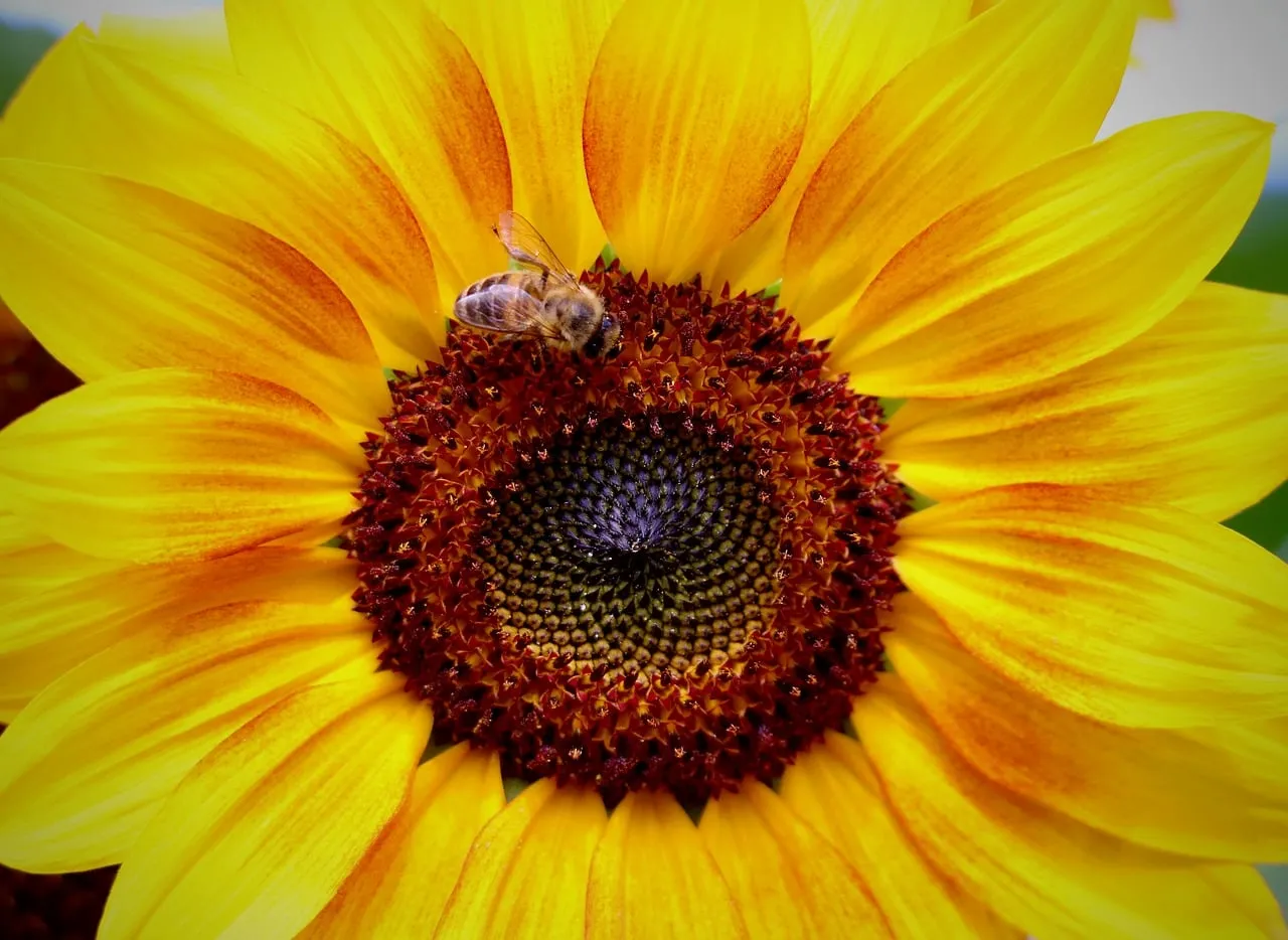 Vibrant Sunflower & Busy Bee: Nature's Golden Embrace