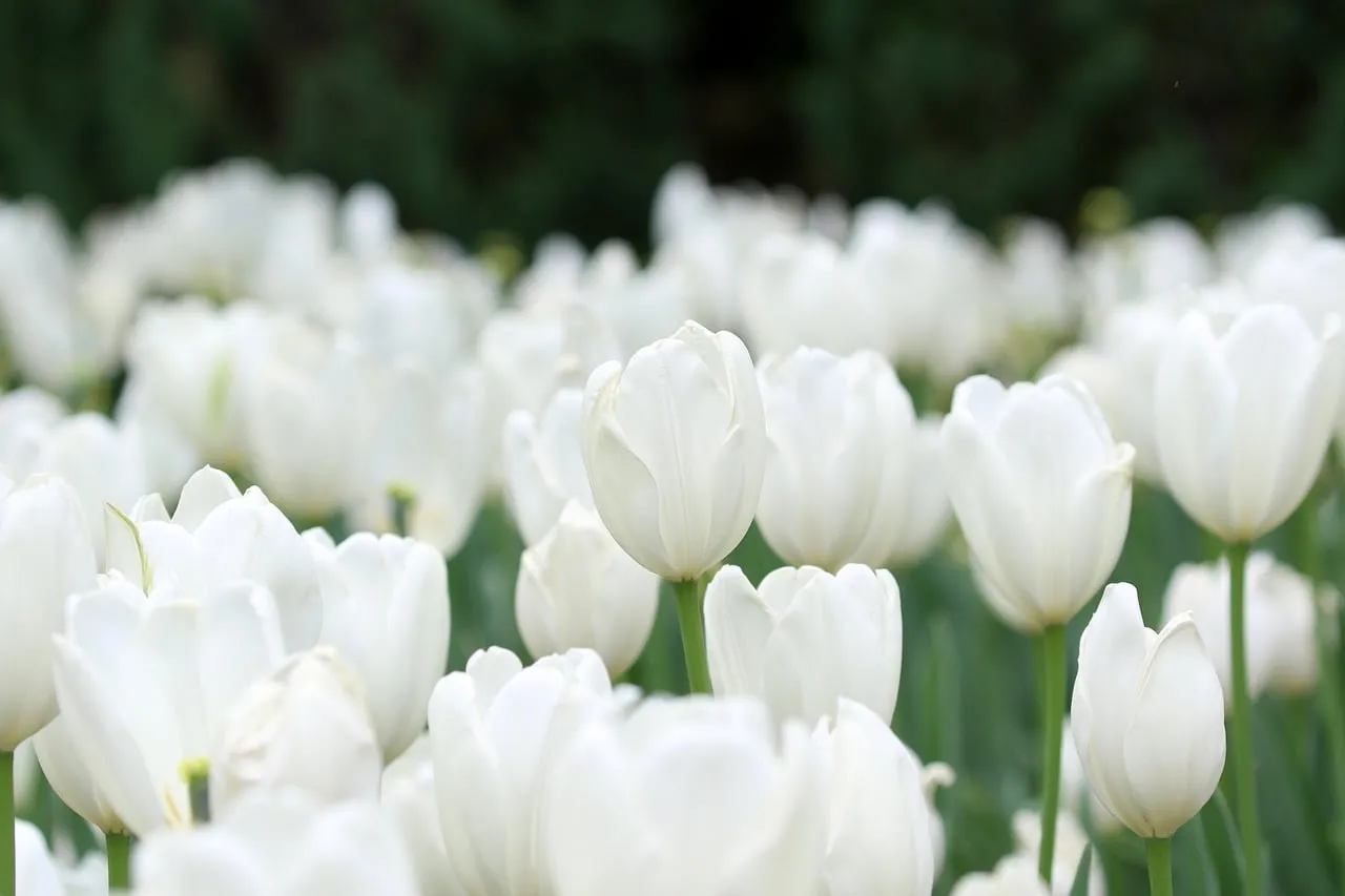 Stunning White Tulip Field: A Vision of Spring Purity