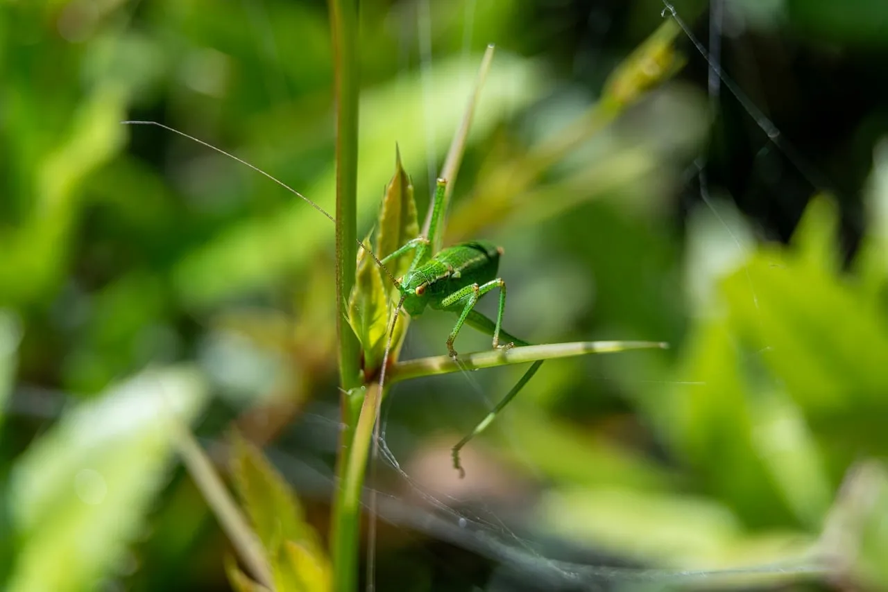 Vibrant Green Grasshopper: Macro Nature's Hidden Jewel