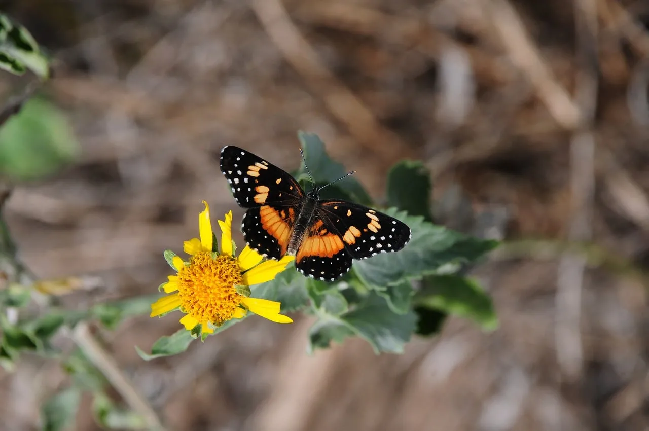 Vibrant Spring: Orange & Black Butterfly on Yellow Wildflower
