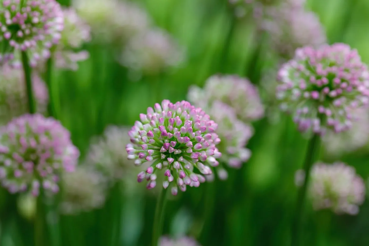 Vibrant Pink Allium Blossoms in a Summer Garden Macro