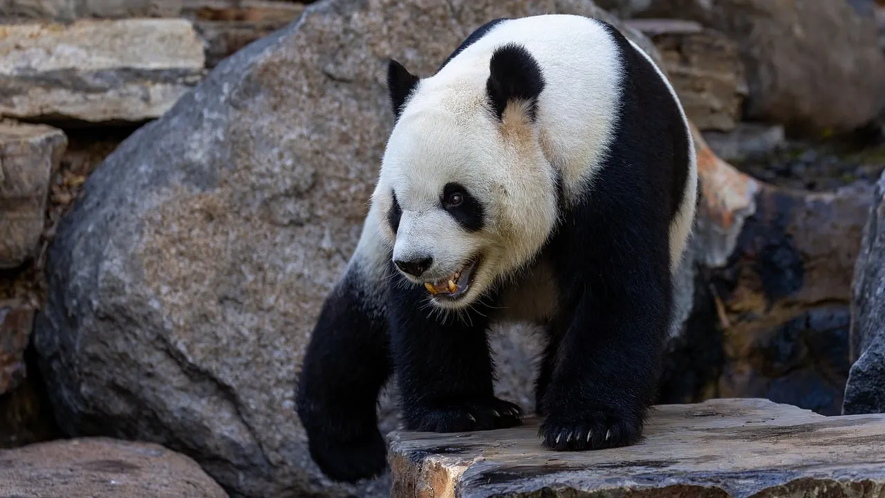 Majestic Giant Panda in its Natural Rock Habitat