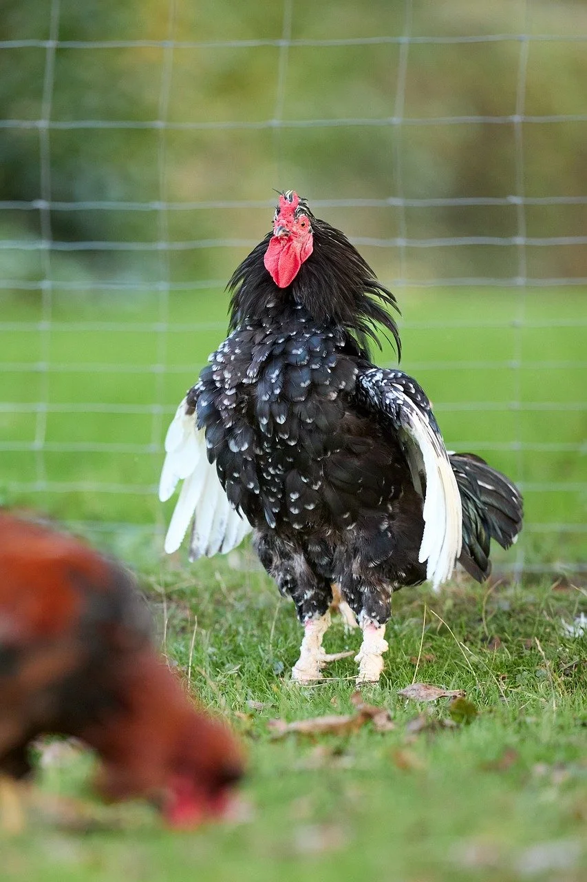 Majestic Rooster: A Striking Black and White Farm Sentinel