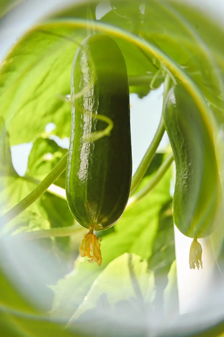 Vibrant Growth: Fresh Cucumbers Thriving in Sunlight