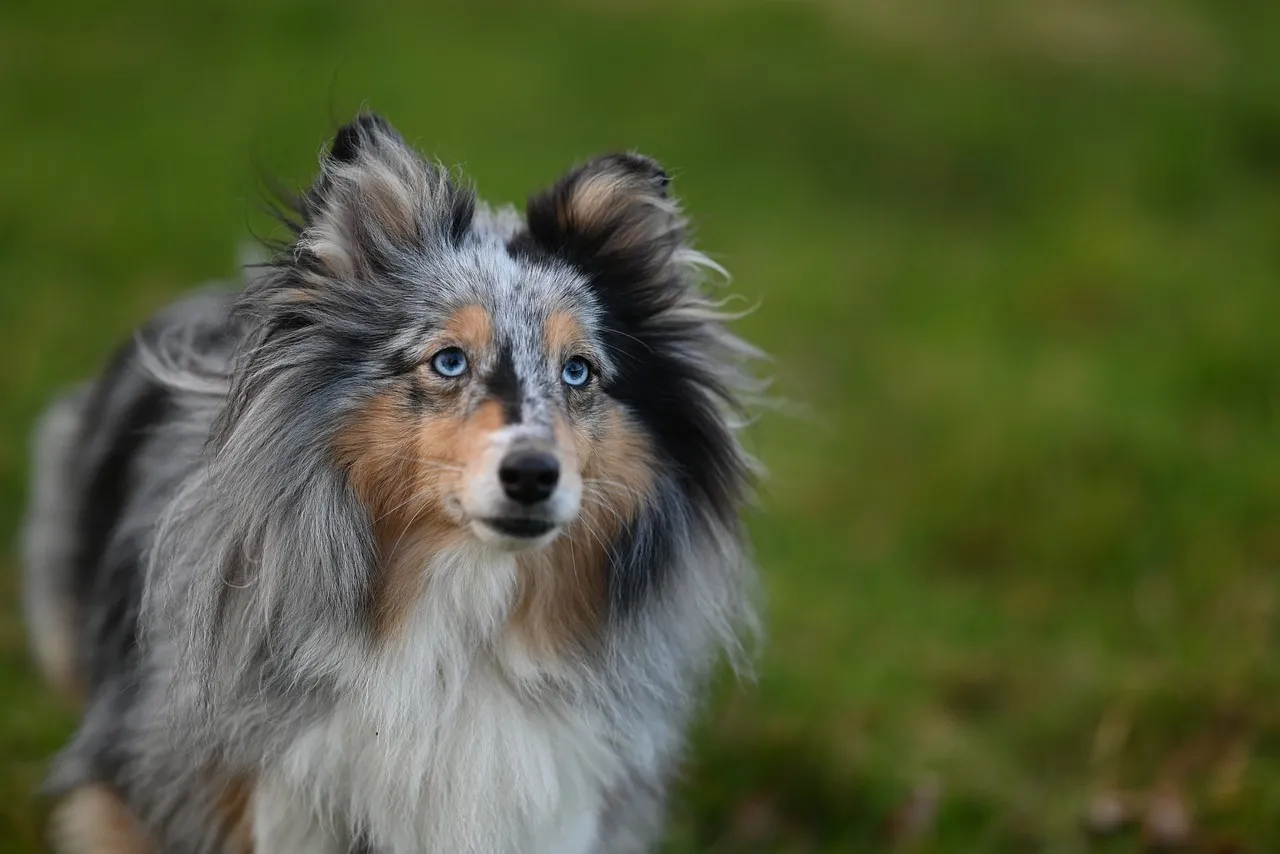 Stunning Shetland Sheepdog: Piercing Blue Eyes & Merle Coat