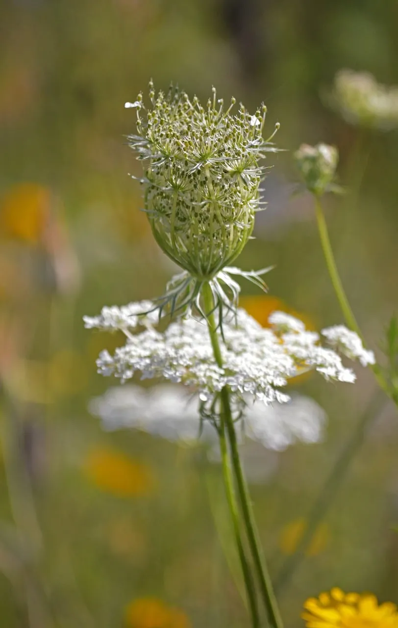Delicate Wild Carrot in Summer Meadow