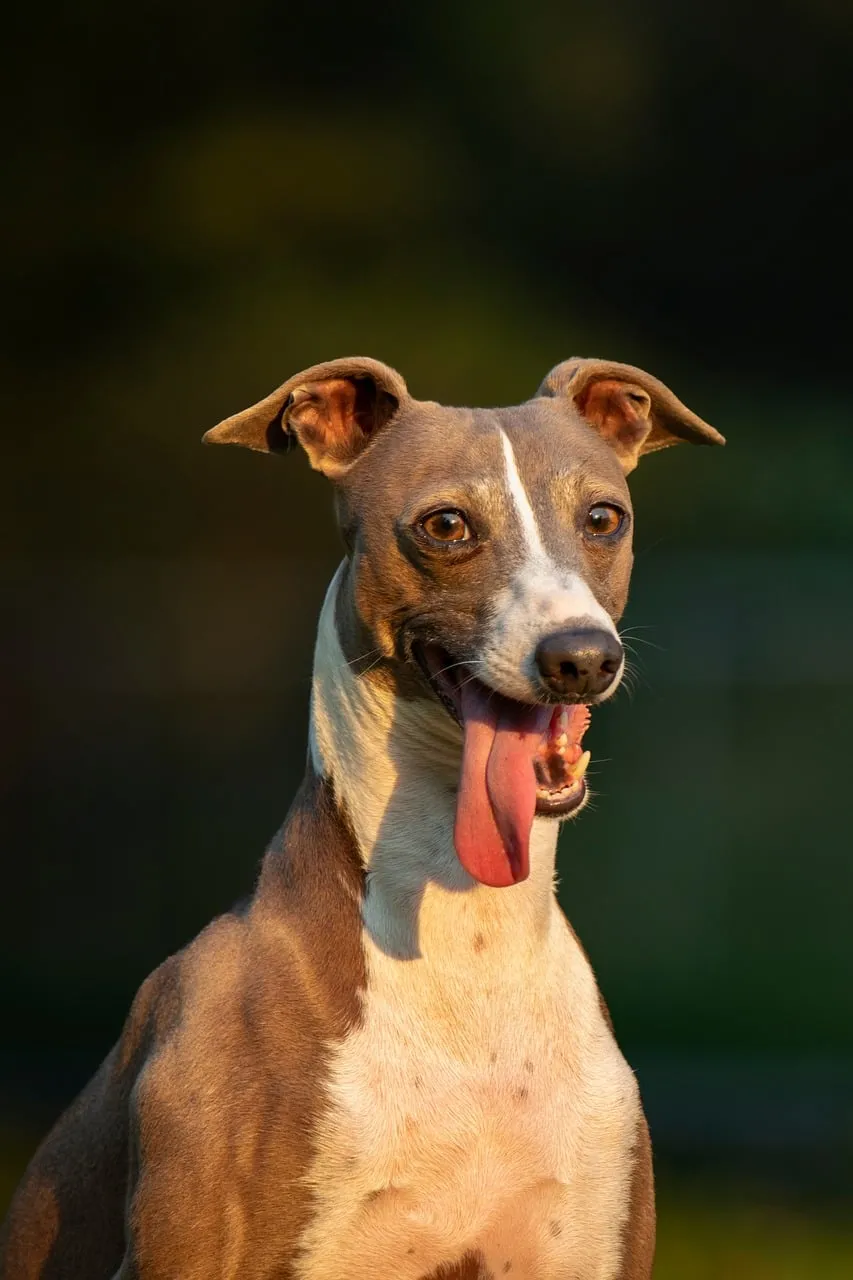 Joyful Italian Greyhound Panting in Golden Autumn Light