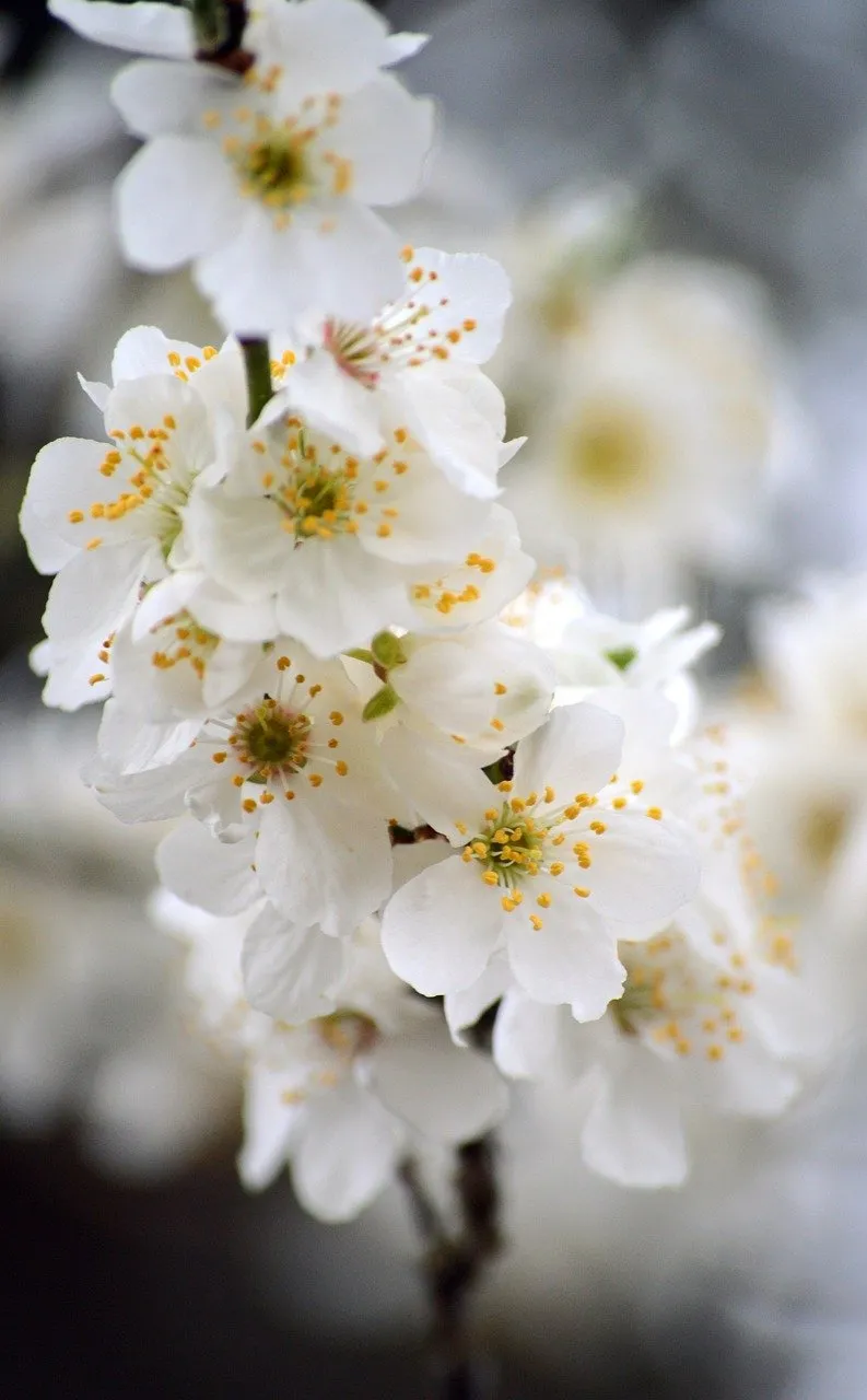 Stunning White Cherry Blossoms: A Delicate Spring Dream