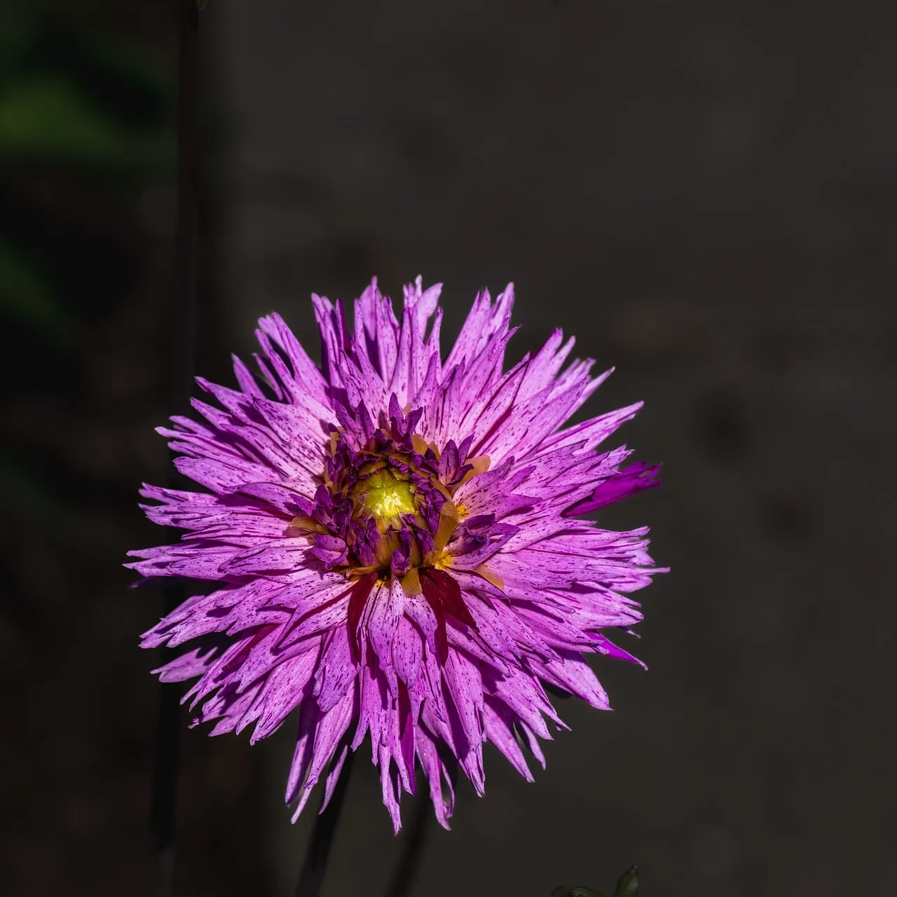 Vibrant Dahlia Blossom: A Purple Summer Dream