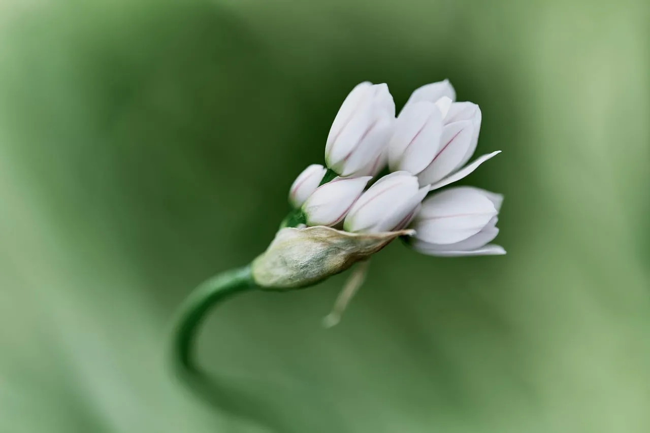 Enchanting White Ornamental Onion Bud on a Lush Green Background