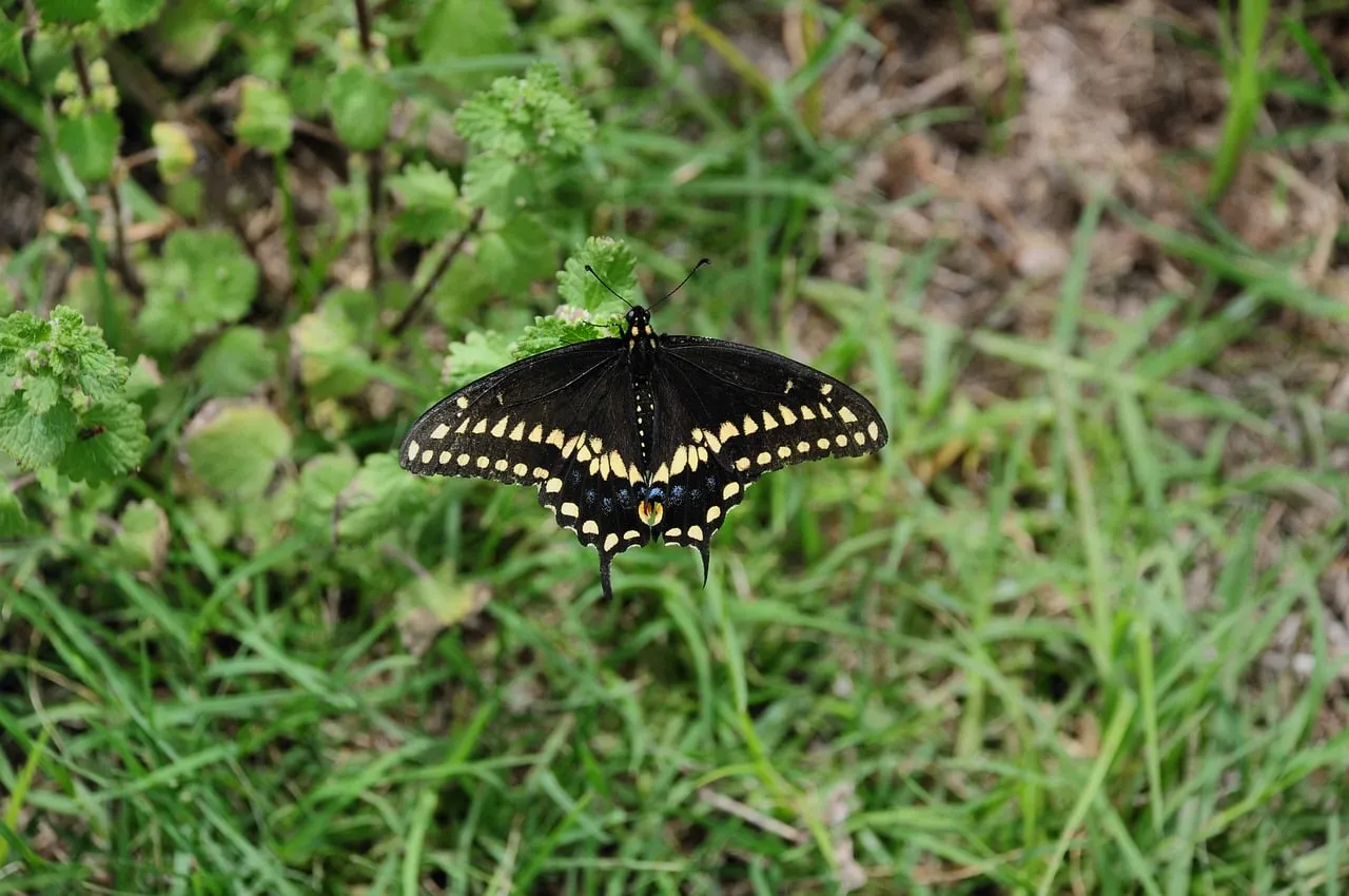 Stunning Black Swallowtail: Nature's Delicate Pollinator in Macro