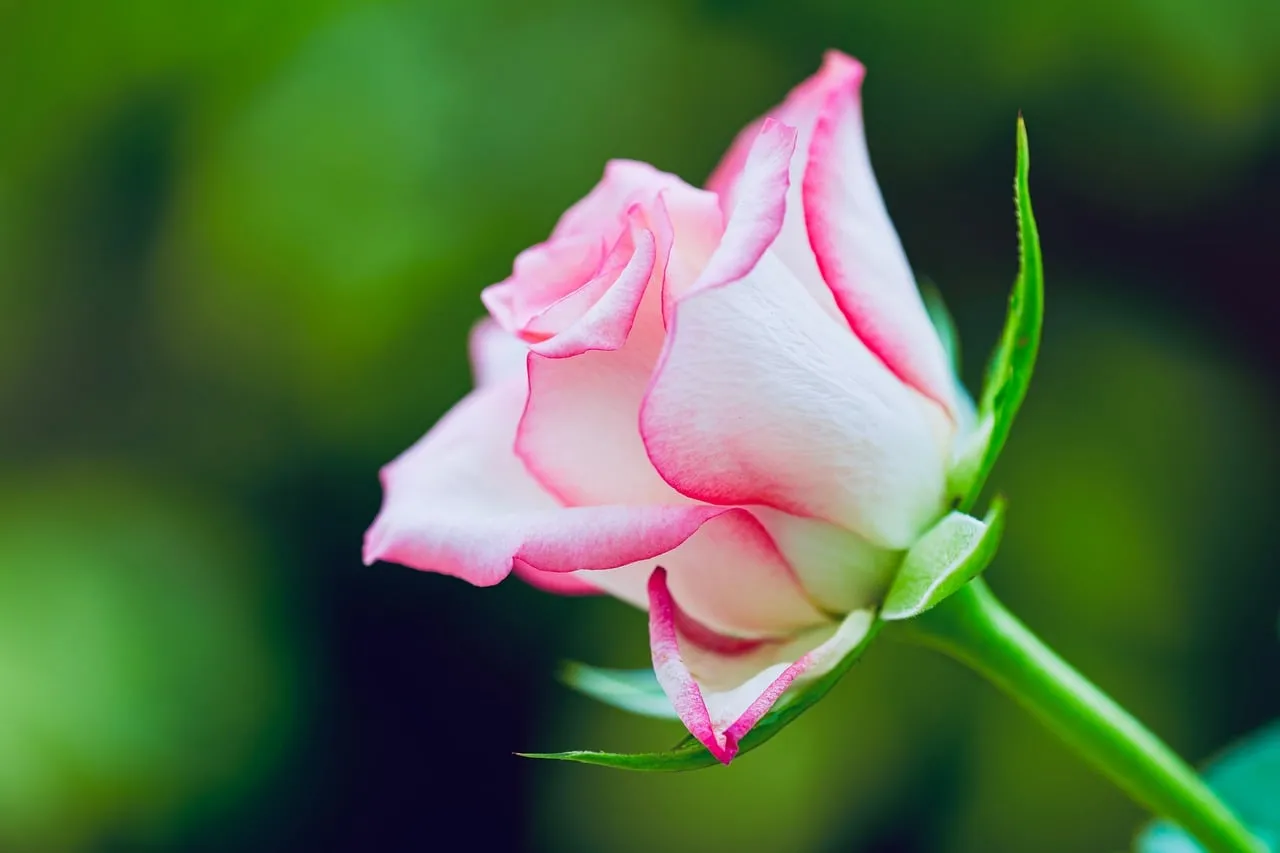 Stunning White Rose Bud with Delicate Pink Edges