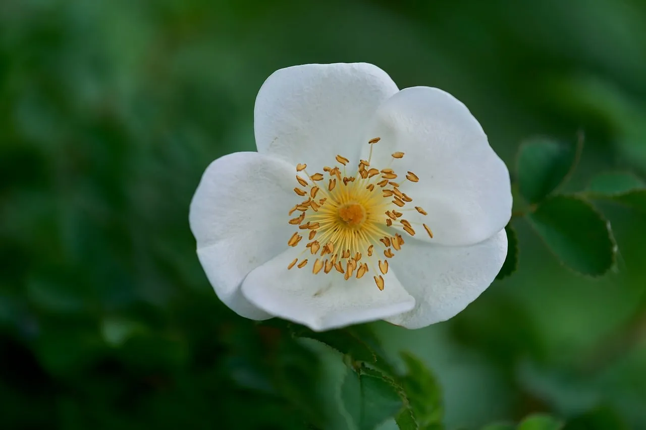 Stunning White Wild Rose Macro: Delicate Petals & Golden Stamens