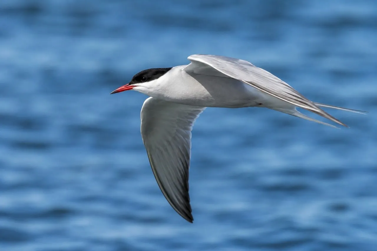 Graceful Tern Soaring: Majestic Flight Over Blue Water