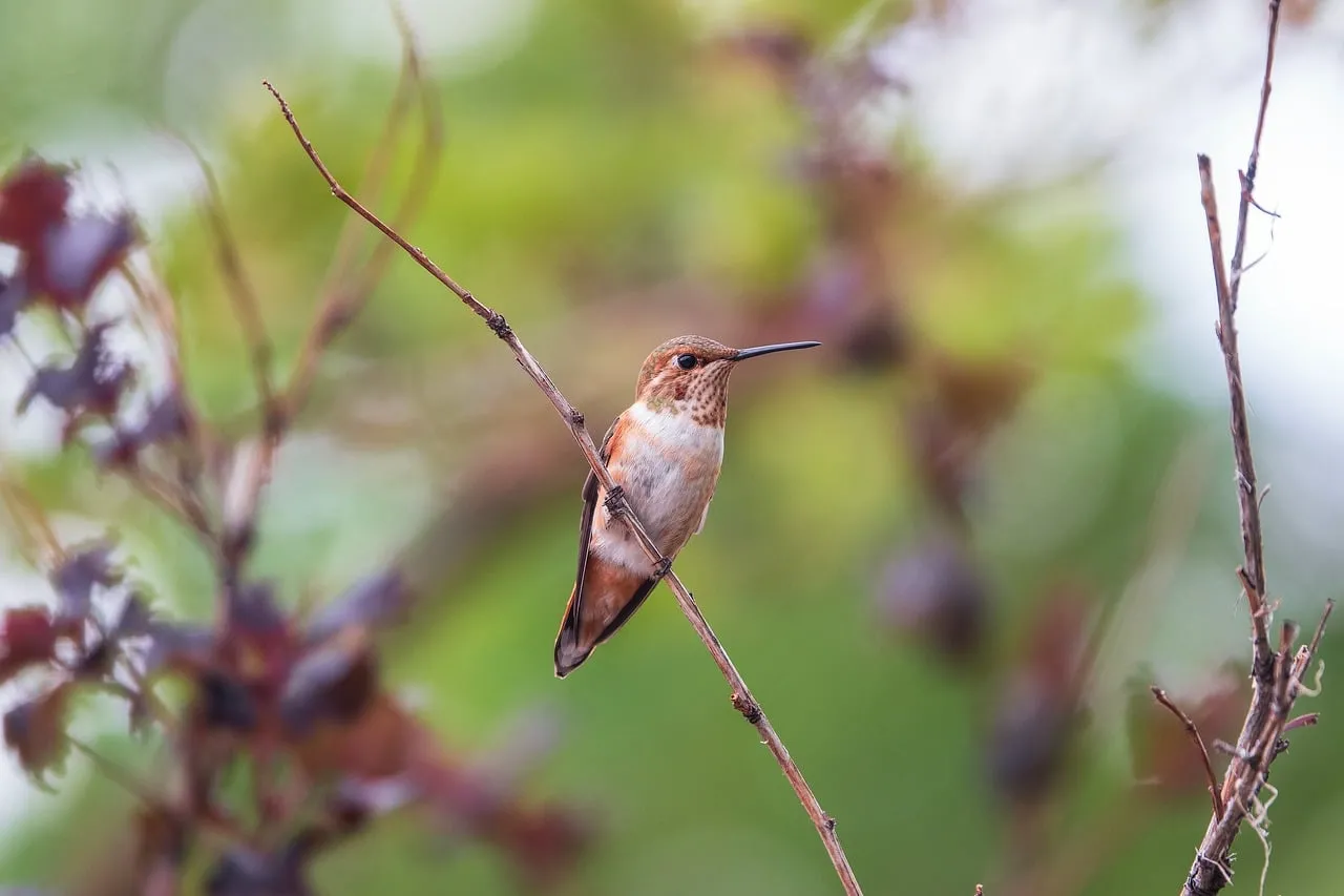 Vibrant Rufous Hummingbird Perched on a Branch