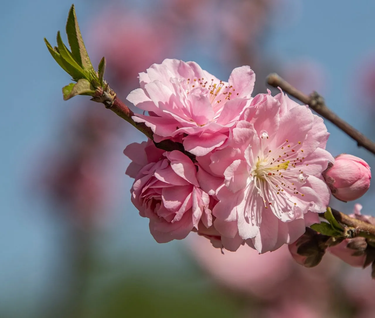 Vibrant Pink Peach Blossoms Bursting with Spring Beauty