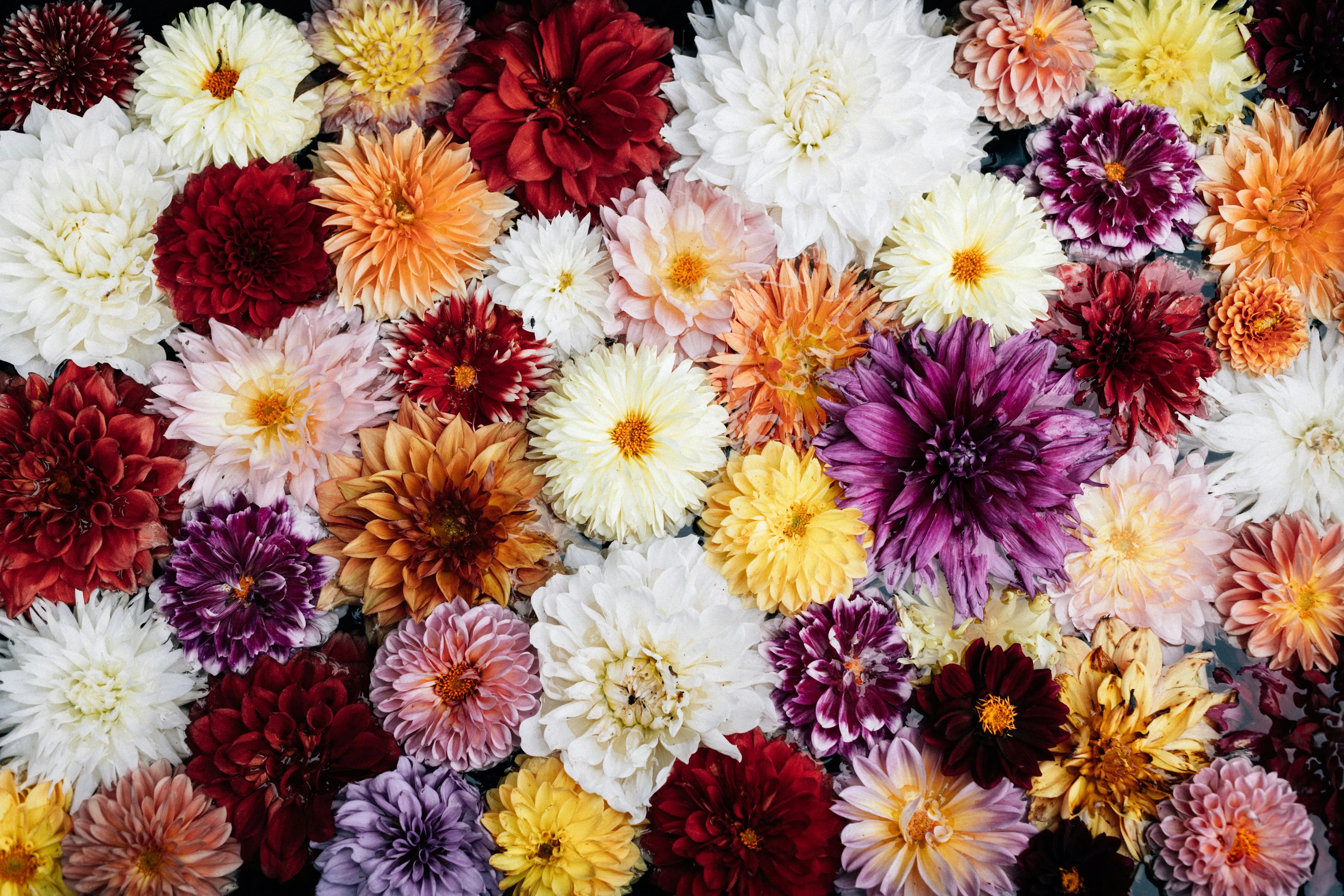 Vibrant Dahlia Medley: A Symphony of Blooming Colors