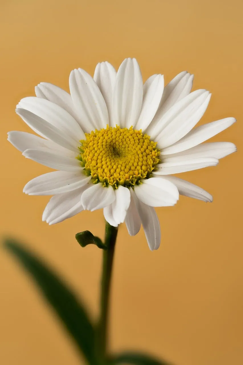Vibrant Daisy Bloom: A Macro Symphony of White and Yellow