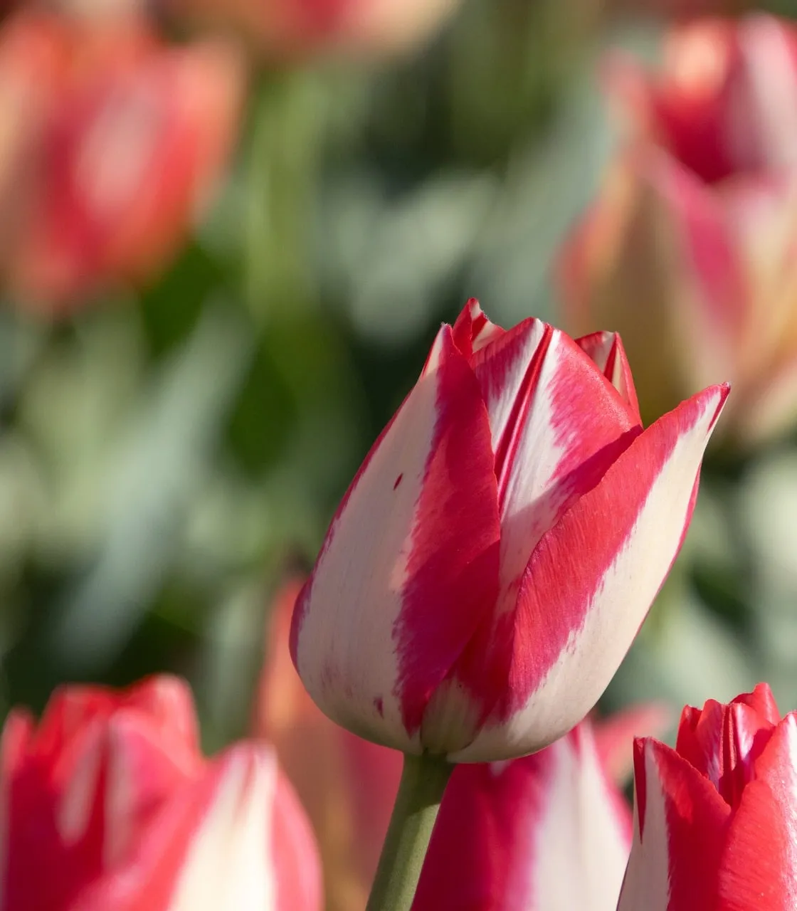 Vibrant Red and White Tulip Bloom in Spring Garden