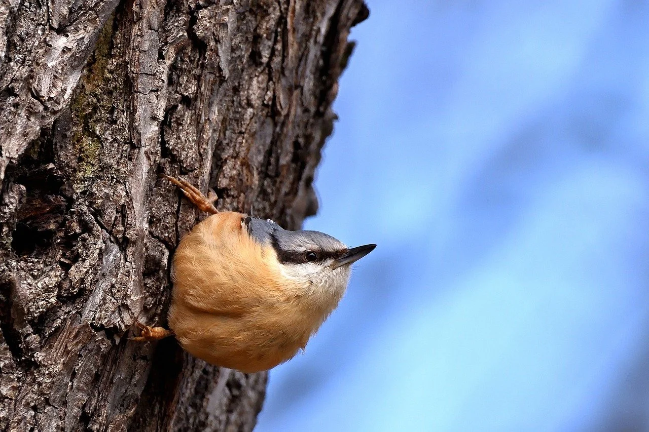 Vibrant Nuthatch Perched on Tree Trunk Against Blue Sky