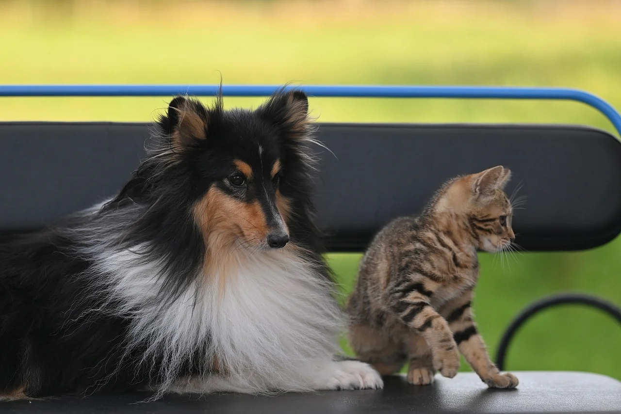 Charming Duo: Shetland Sheepdog and Kitten's Sweet Bond