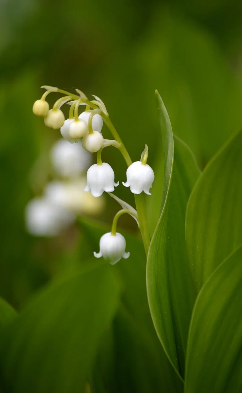 Delicate White Bells: Lily of the Valley in Lush Green