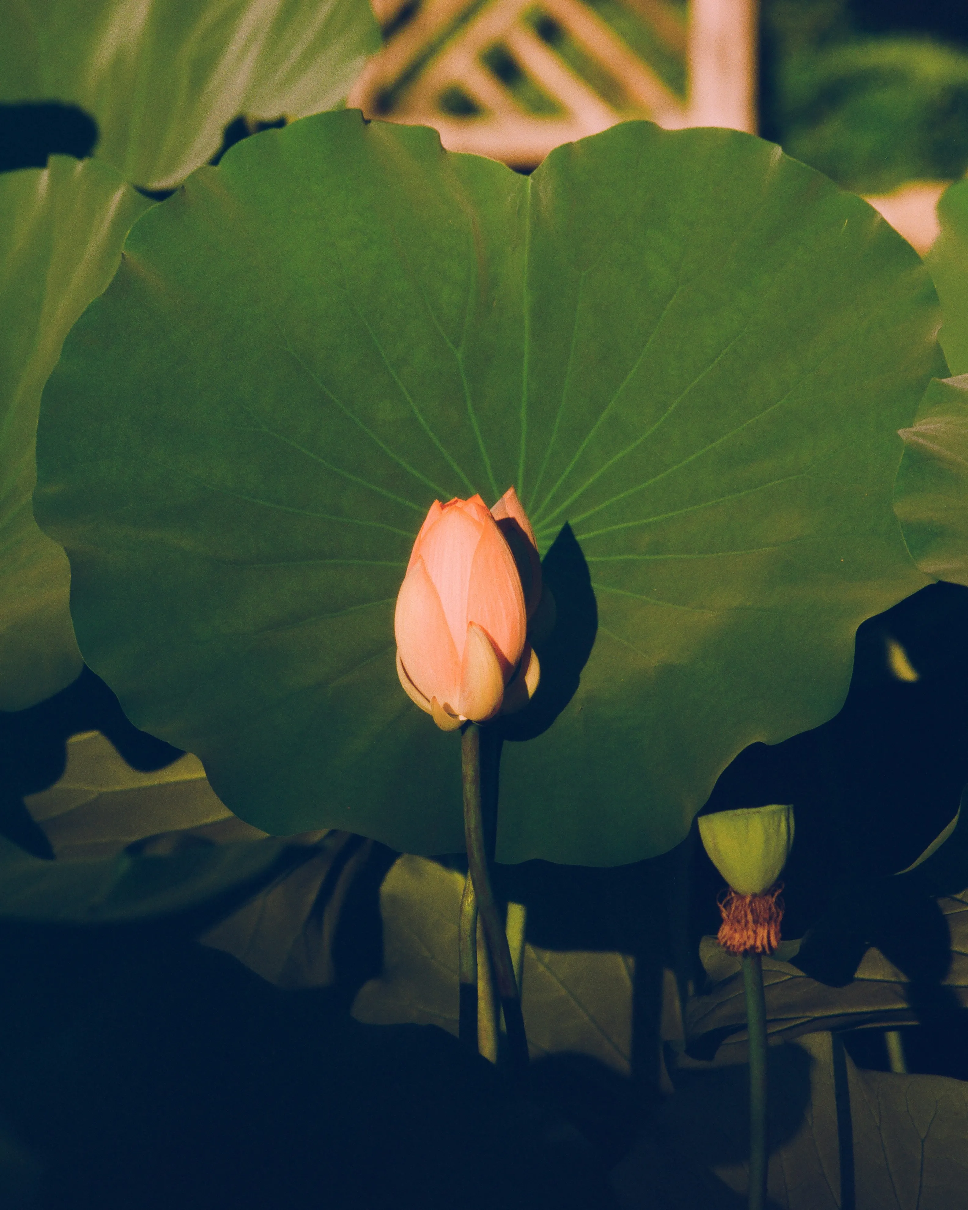Sublime Serenity: Pink Lotus Bud Behind Verdant Leaf