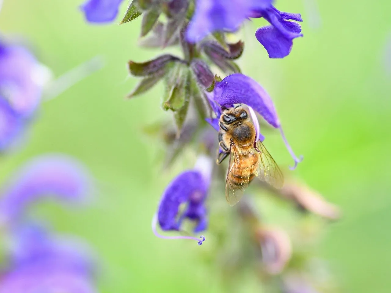 Vibrant Macro: Busy Bee Pollinating Purple Sage