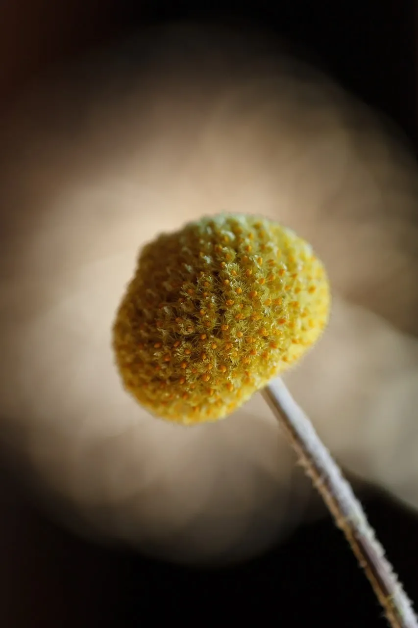 Vibrant Yellow Billy Buttons: Macro Nature's Delicate Detail