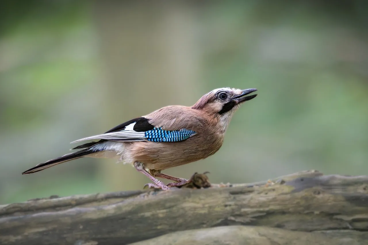 Vibrant Eurasian Jay: Majestic Woodland Spectacle