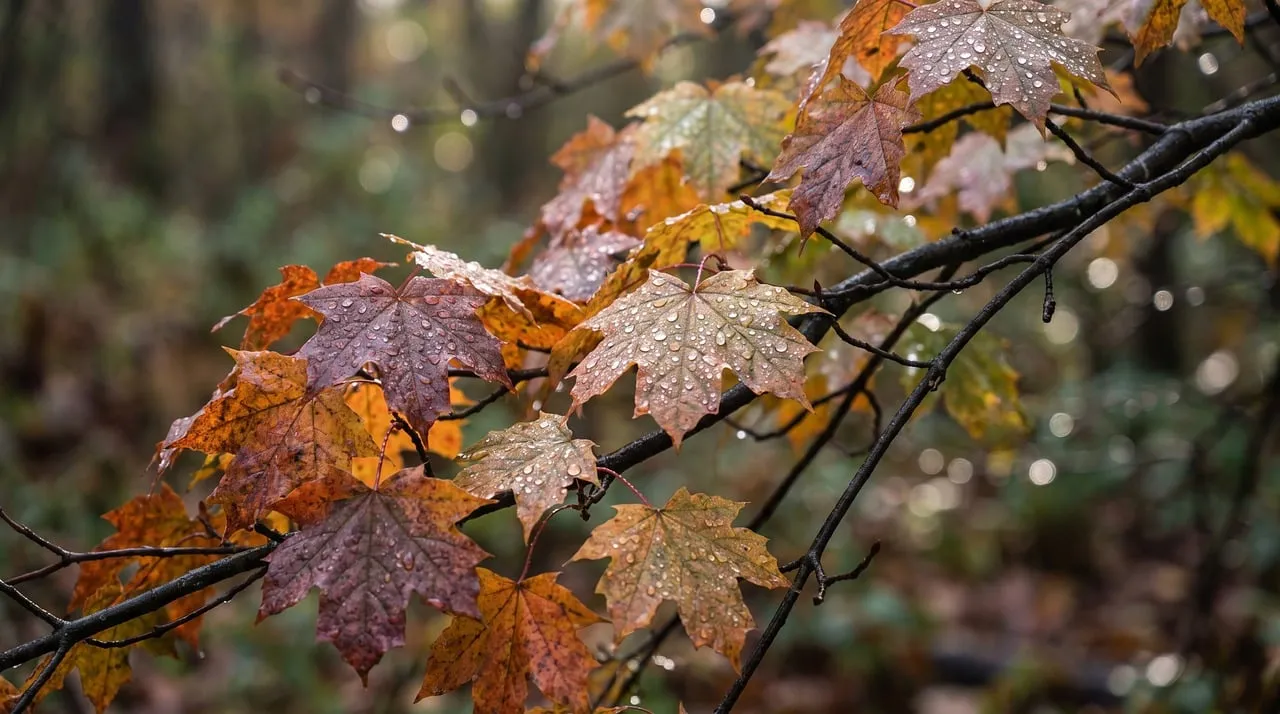 Vibrant Autumn Foliage: Rain-Kissed Maple Leaves in Forest