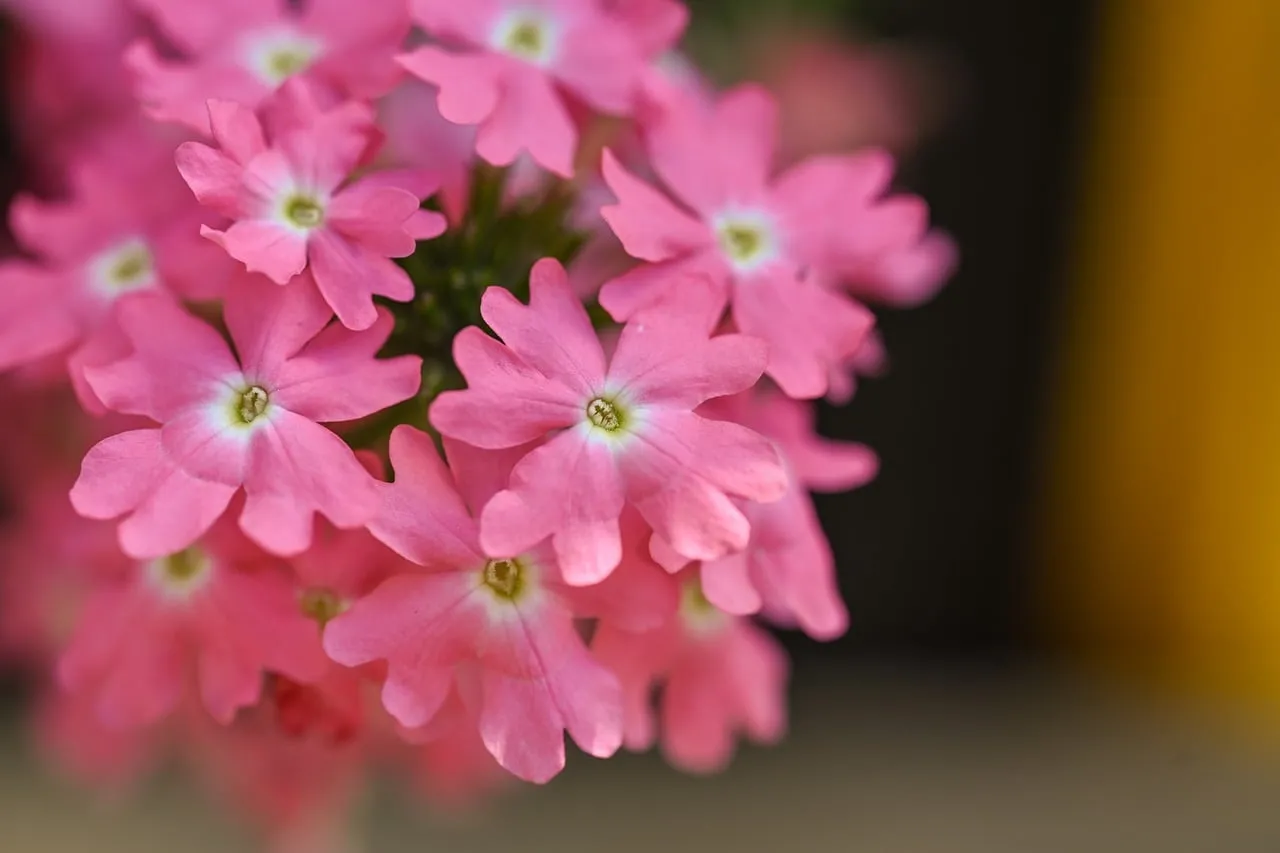 Stunning Pink Verbena: A Macro Celebration of Spring's Delicate Beauty