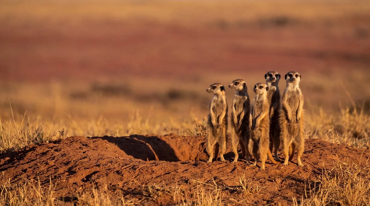 Vigilant Meerkat Colony Stands Guard on Sun-Kissed Savannah