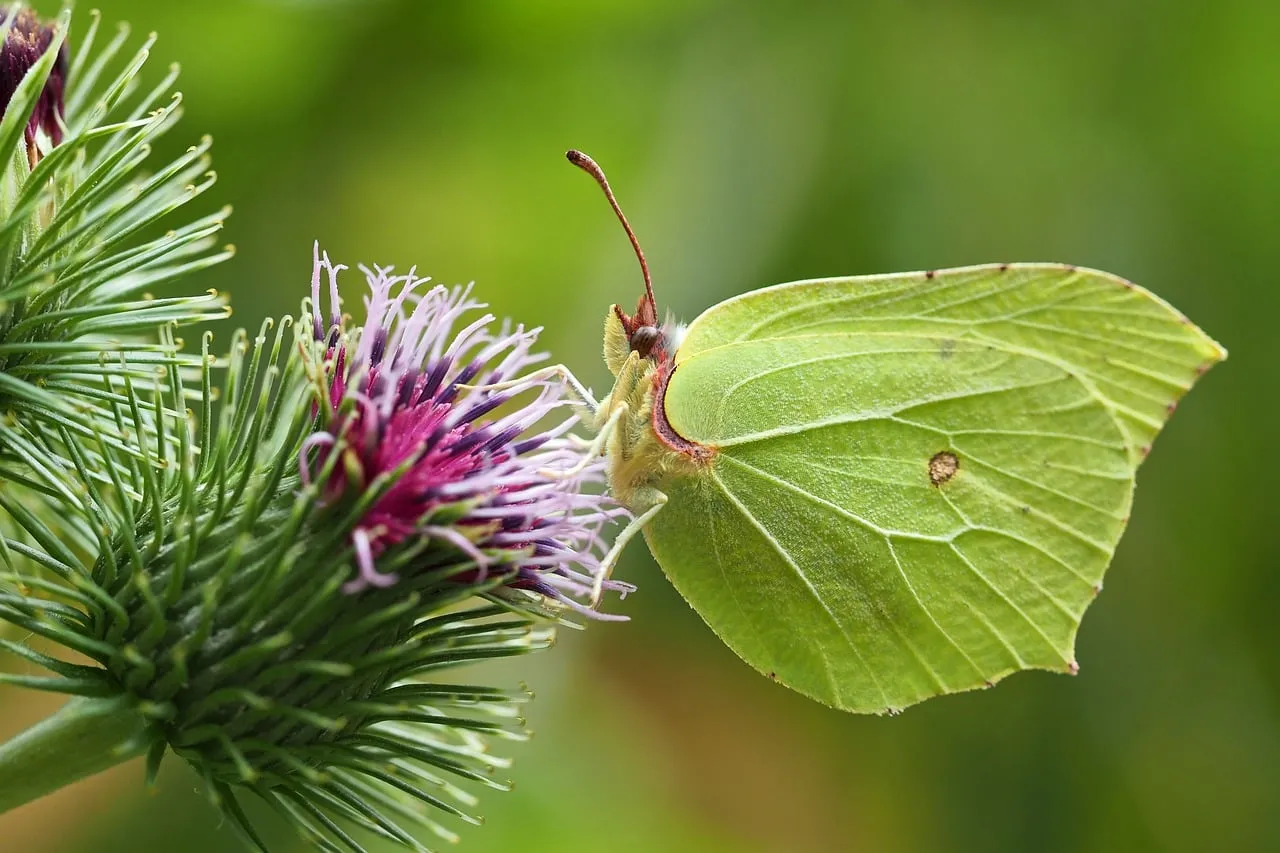 Vibrant Brimstone Butterfly: Nature's Delicate Dance on a Thistle