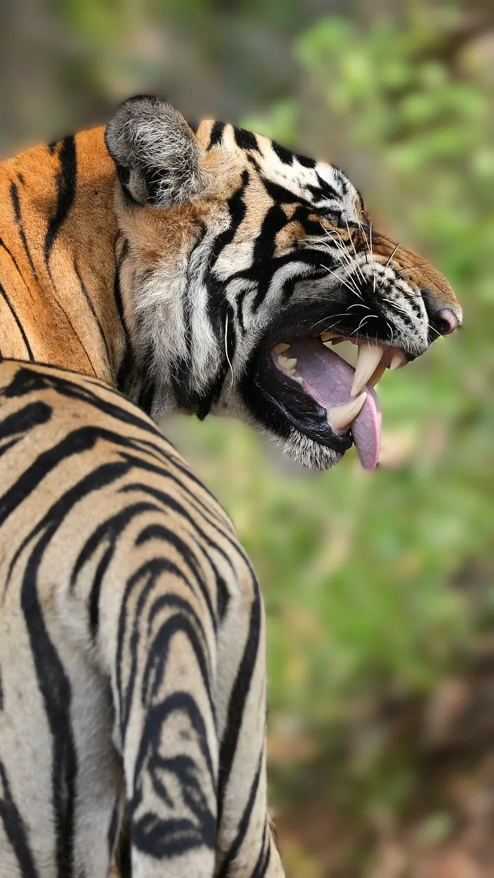 Fierce Roar: Majestic Bengal Tiger's Power Display