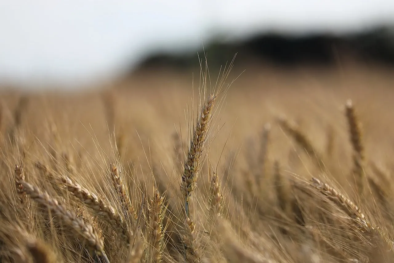 Golden Wheat Field at Sunset: Nature's Bountiful Harvest