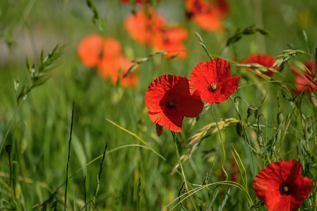 Vibrant Red Poppies Dancing in a Lush Green Meadow