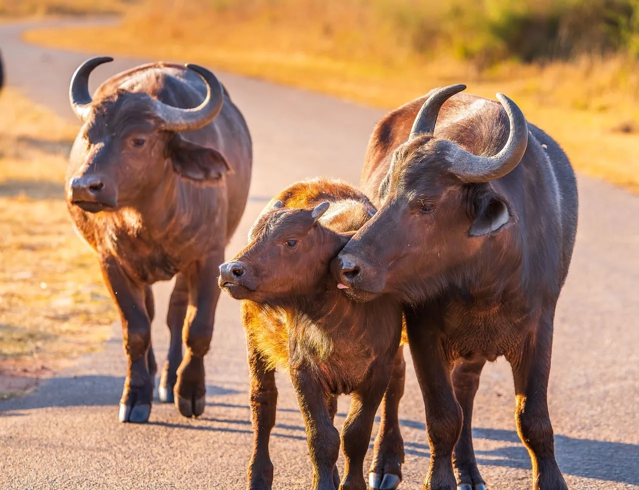 Golden Sunset Serenity: African Buffalo Family on Safari Road