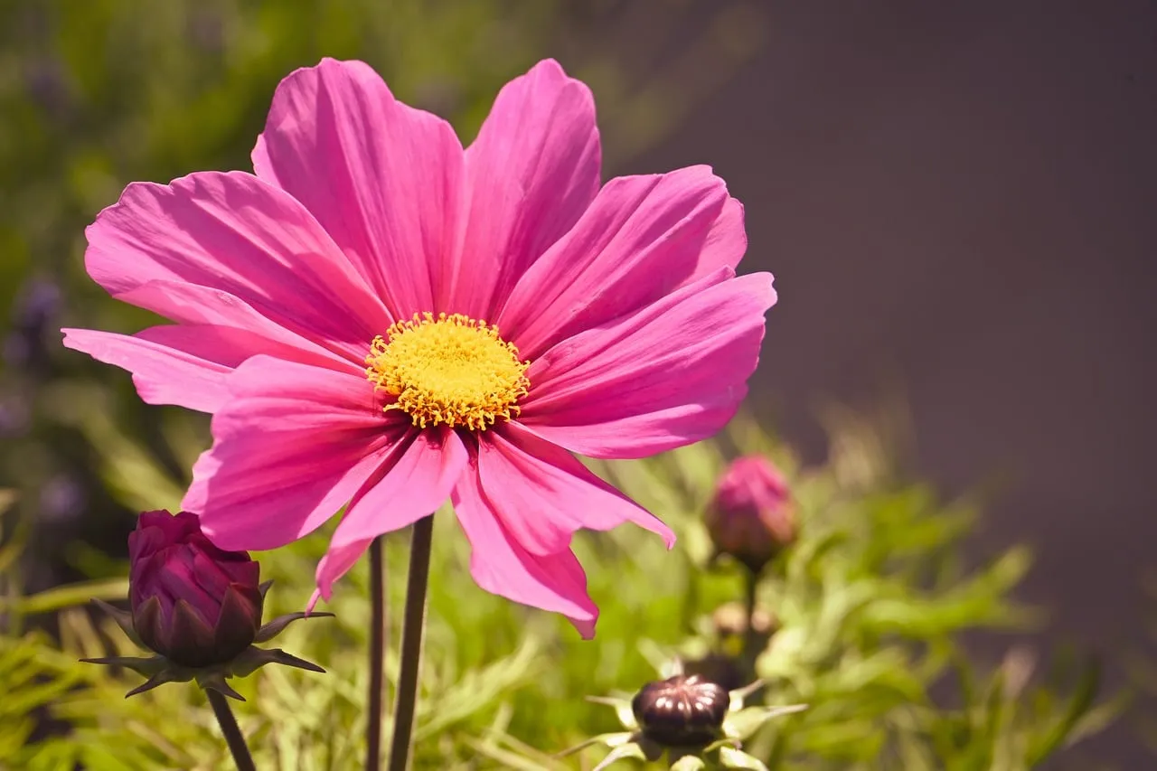 Vibrant Pink Cosmos: A Summer Garden's Delicate Beauty