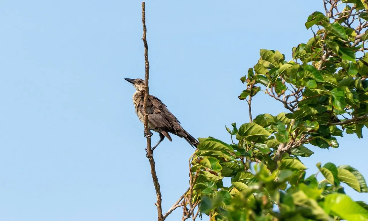 Majestic Grackle: Birdwatching in its Natural Summer Habitat