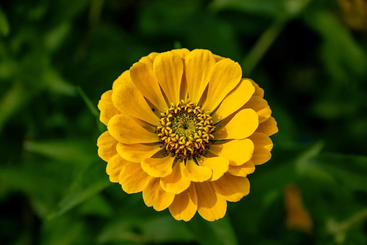 Vibrant Yellow Zinnia Bloom: A Summer Garden Delight