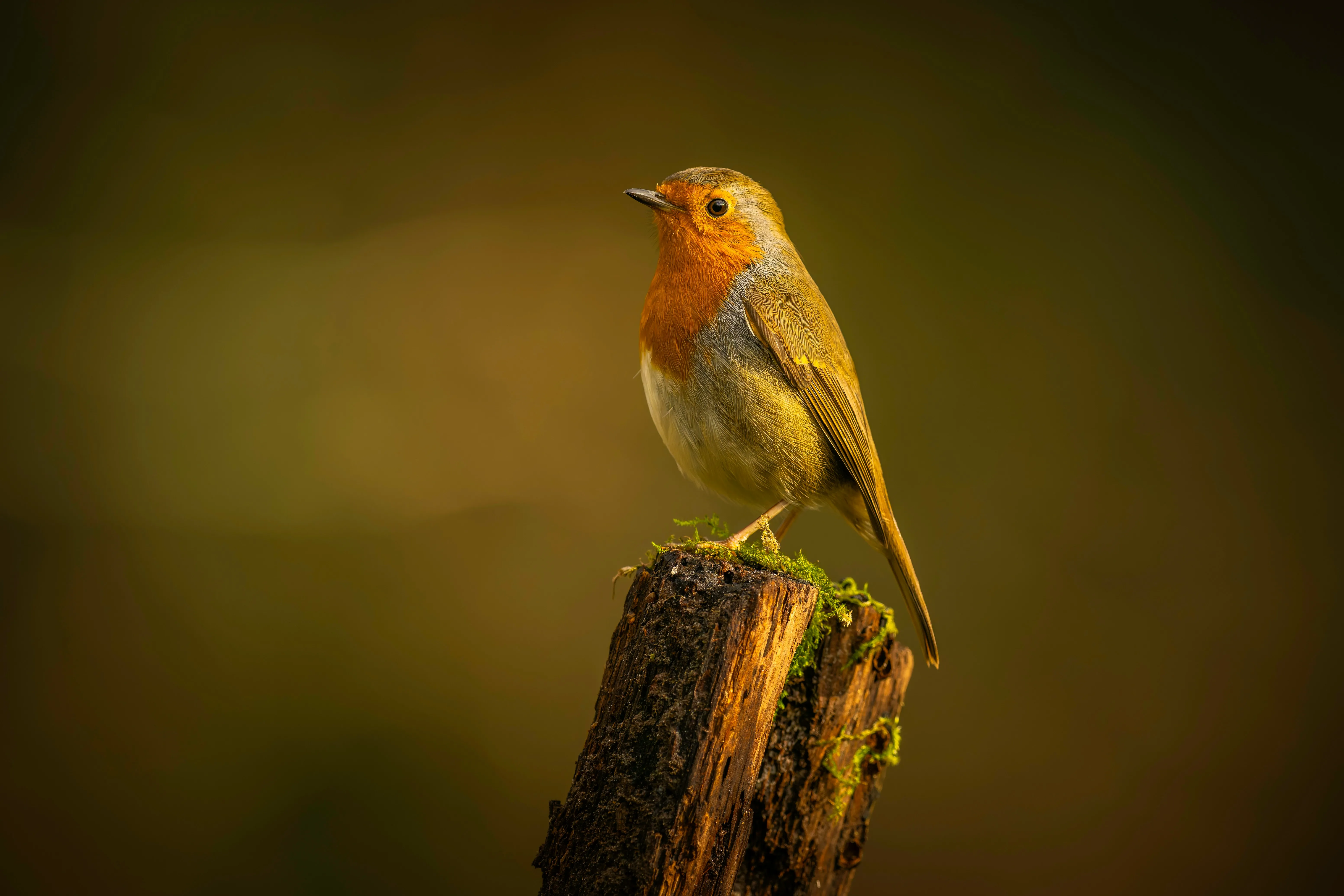 Vibrant Robin Perched: A Glimmer of Nature's Charm