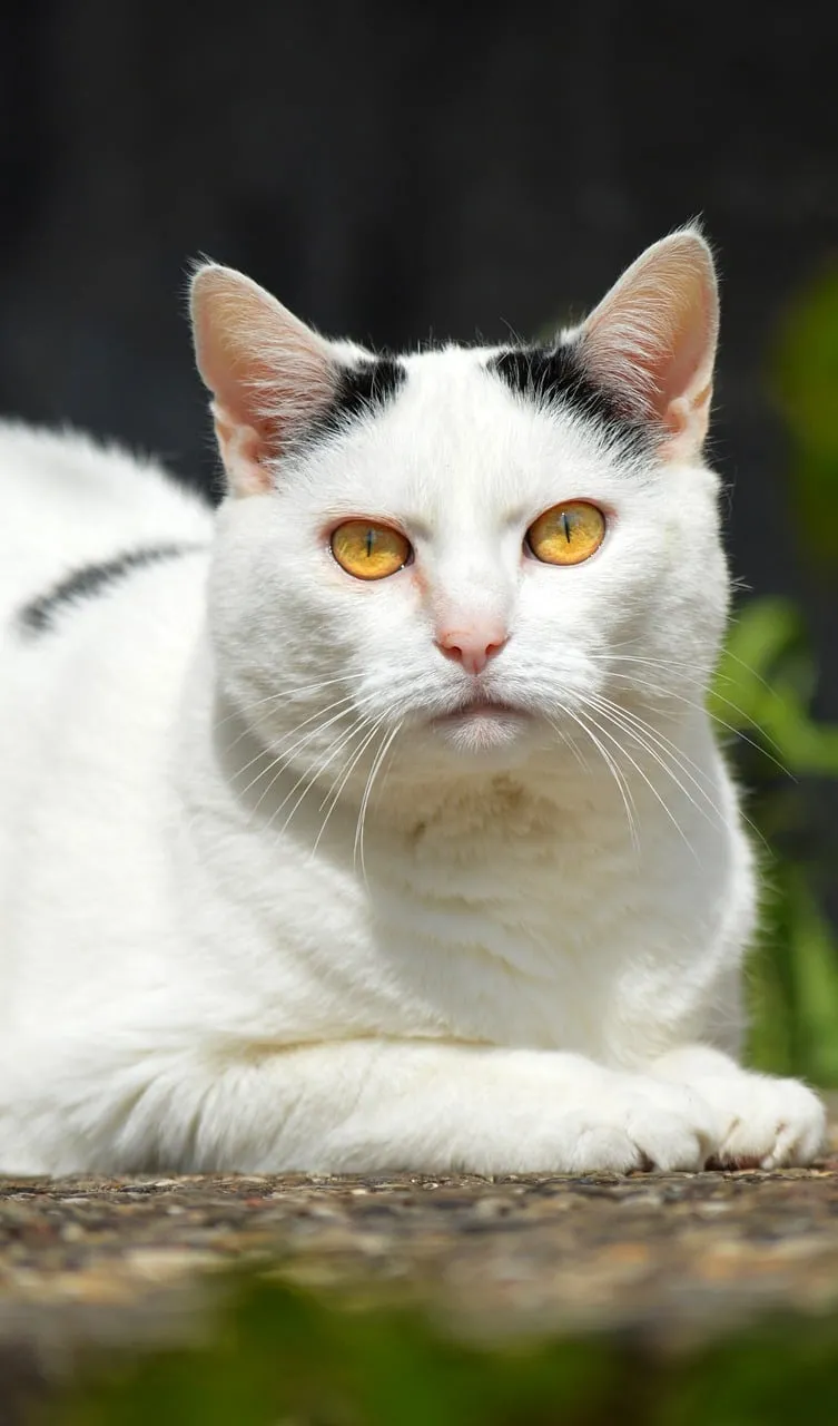 Captivating White Cat: Golden Eyes in Nature's Embrace