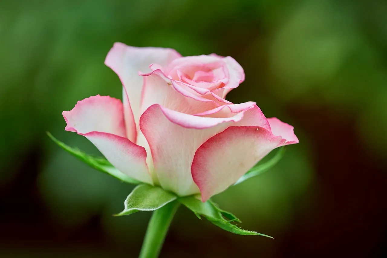Stunning Pink Rose Bloom: Elegant Nature's Beauty