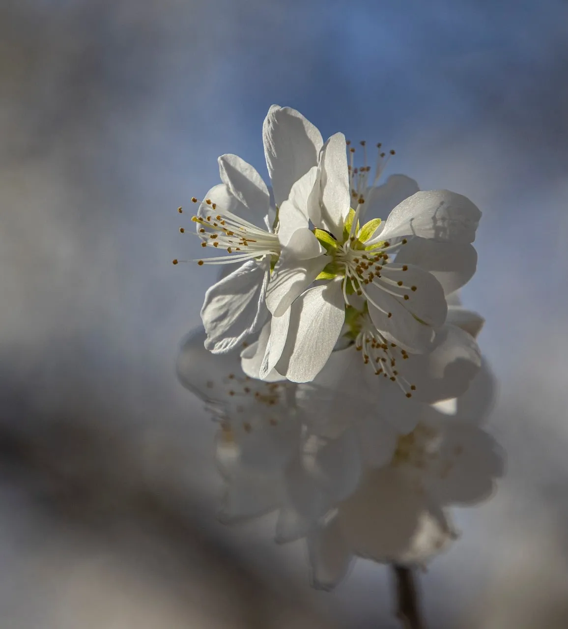 Delicate White Plum Blossoms: A Macro View of Spring's Fragility