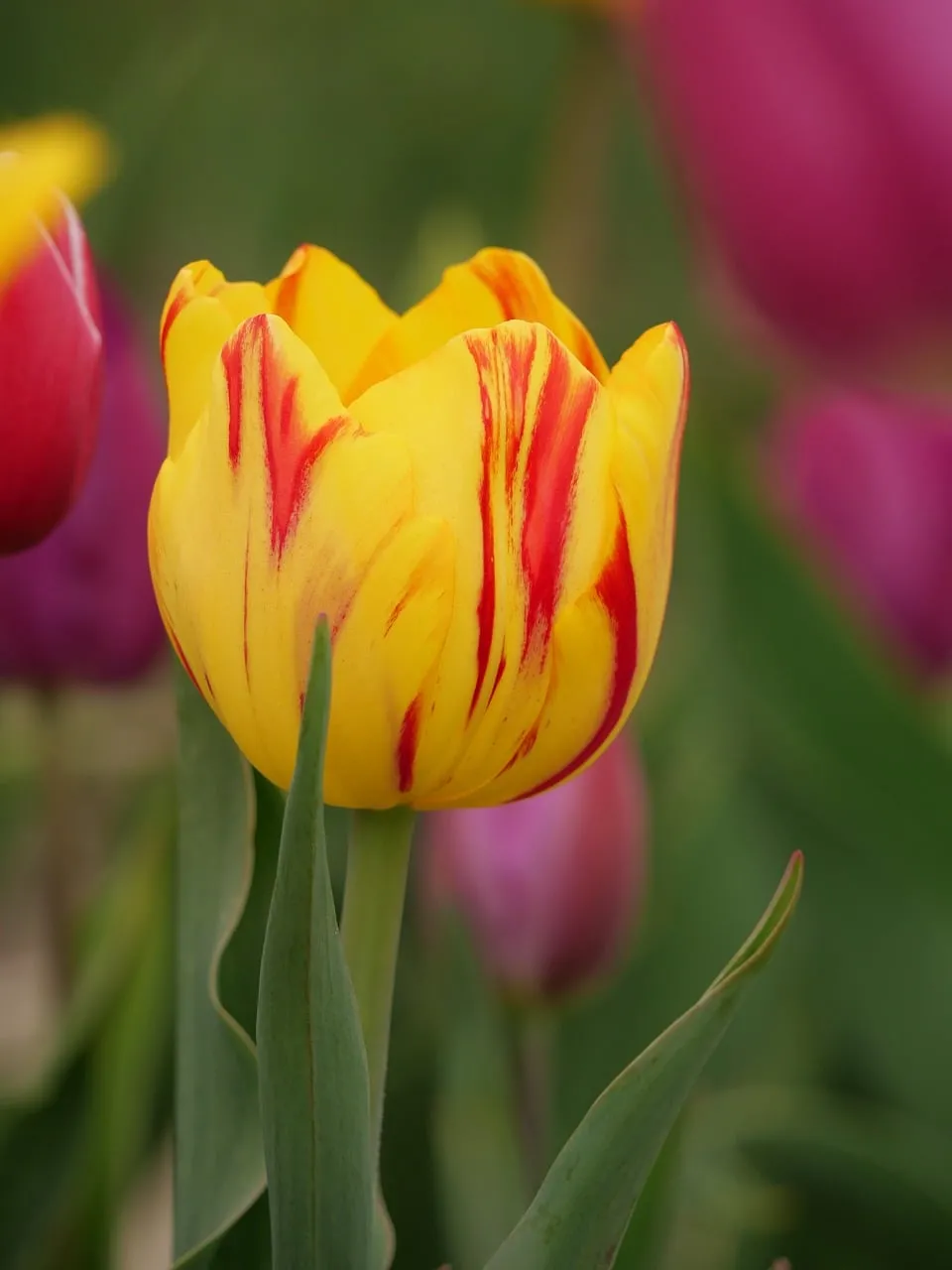 Stunning Yellow and Red Variegated Tulip in Full Bloom